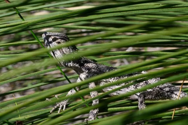 A Western Bearded Dragon hiding amongst a Balga (Grass Tree) skirt at Warwick Bushland.